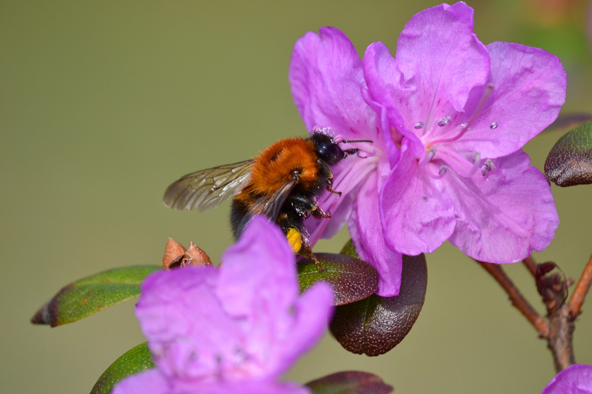 Zied pirmie rododendri