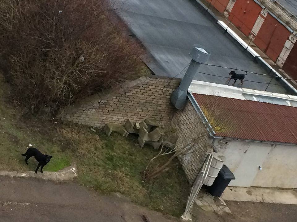 Suņu saimniece piesakās un atvainojas