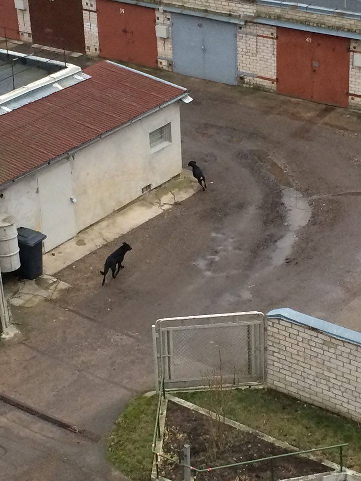Ezerkrastā klīst mežonīgi suņi