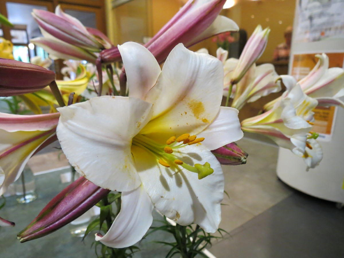 Biedrības namā šovasar tradicionāli smaržos lilijas