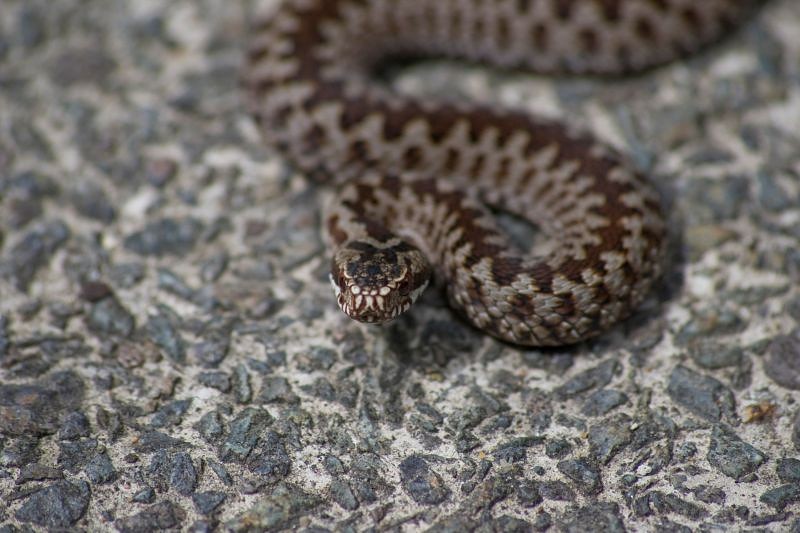 Slimnīcā nogādā odzes sakostu sievieti; no indīgajām čūskām cietuši arī suņi