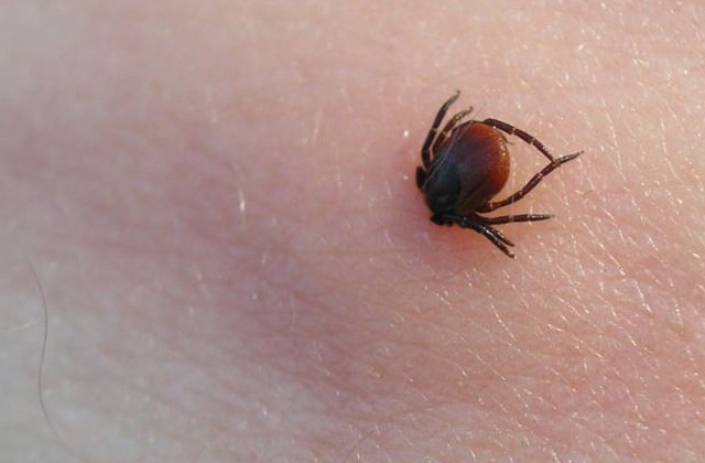 Ja dzīvo ērču encefalīta riska zonā Kurzemē, neaizmirsti vakcinēties!