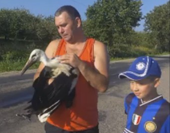 Izglābj asfaltā iekusušu stārķi