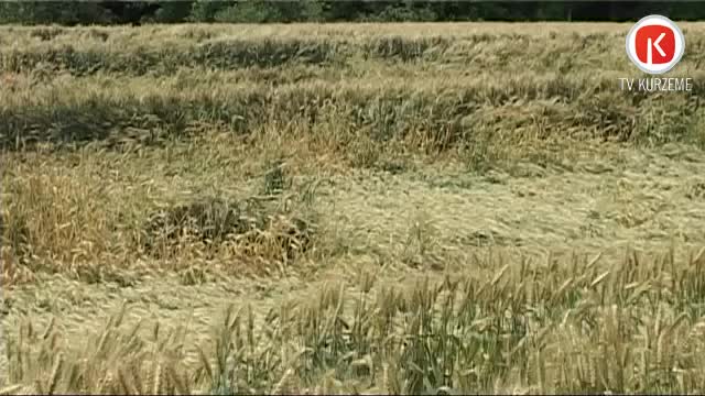 Lietus un vēja dēļ labība daudzviet guļ veldrē