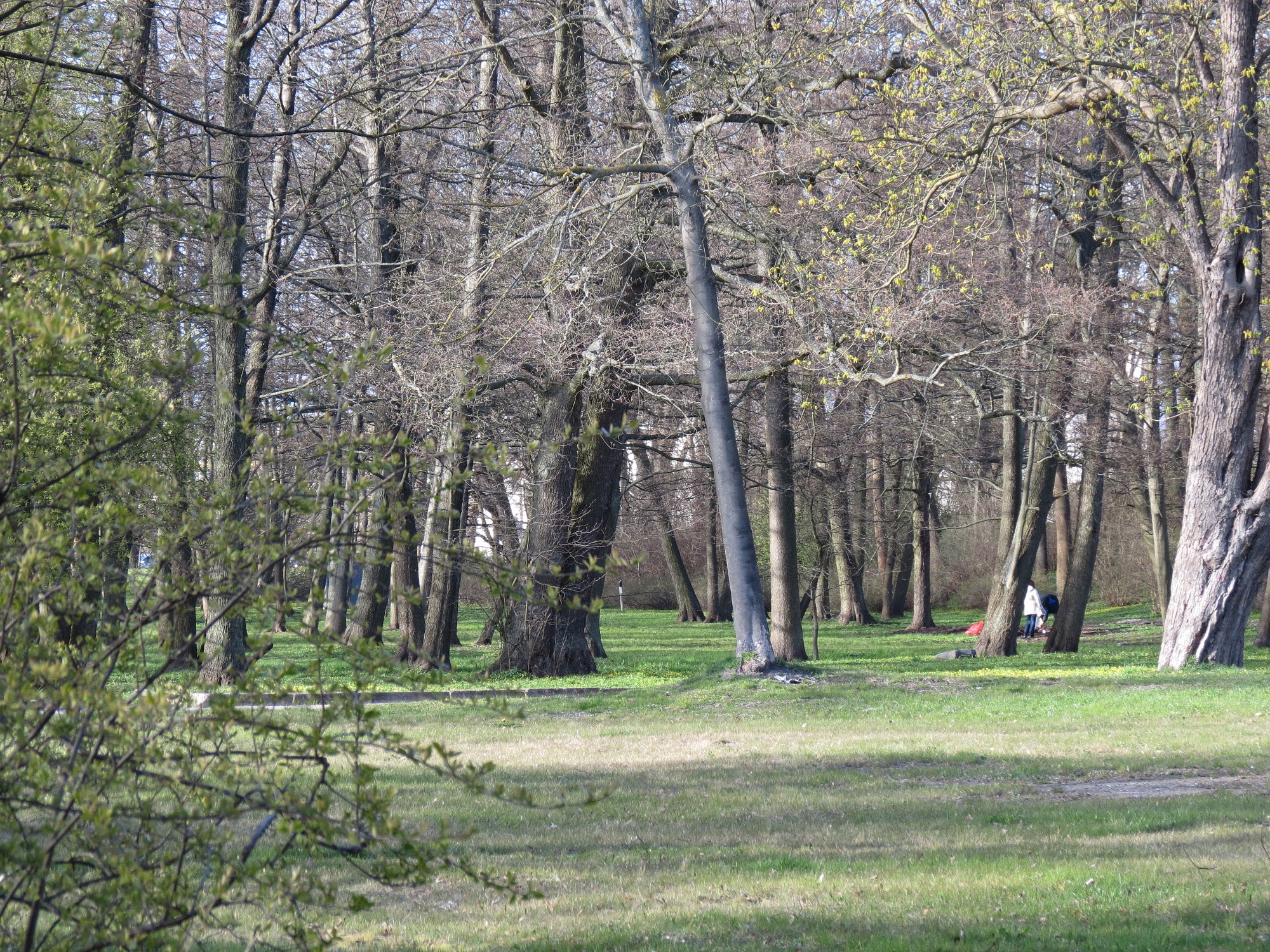 Latvijas simtgadei par godu uzlabos parka dendroloģisko vērtību