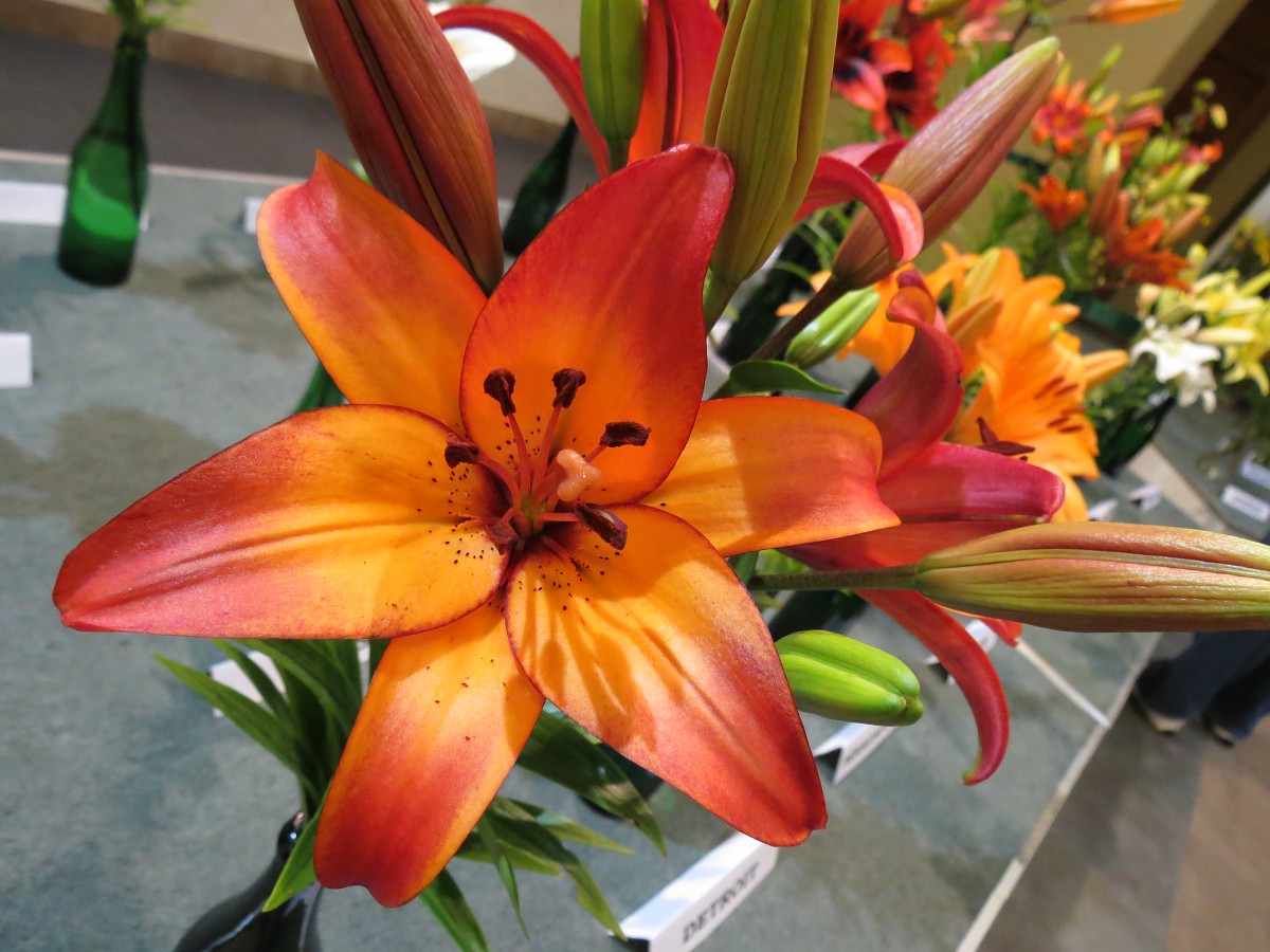 Cēlās lilijas izstādē