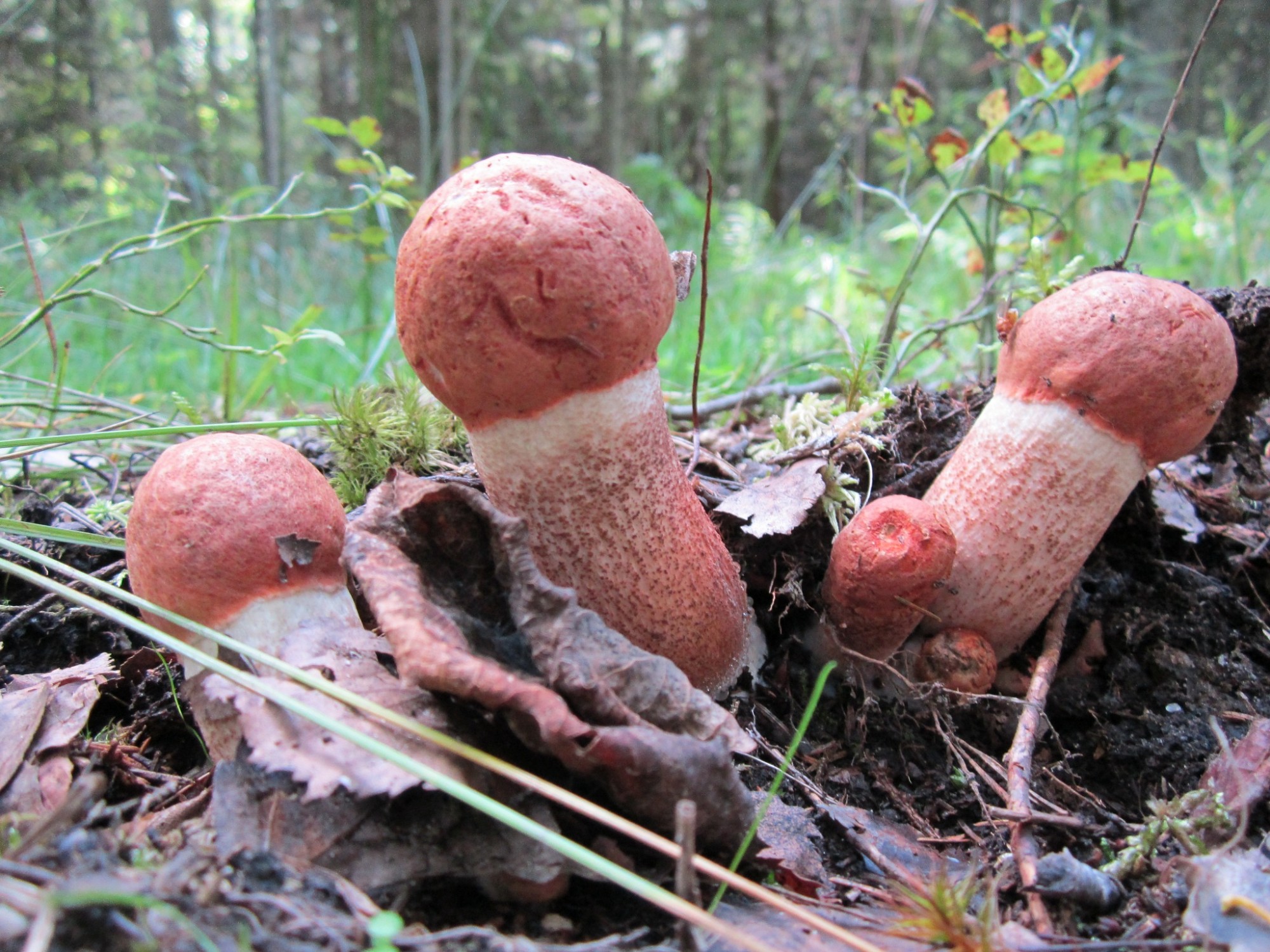 Aicina sēņotājus būt uzmanīgiem