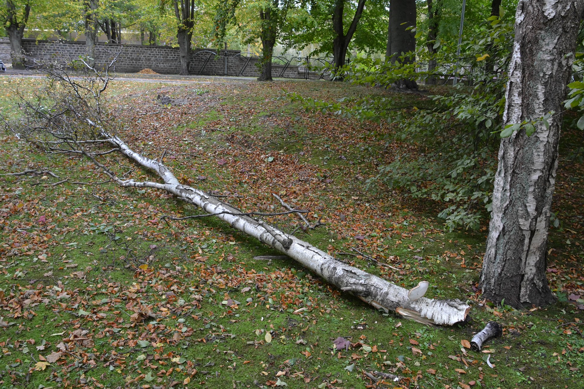 Pirmā rudens vētra bijusi saudzīga