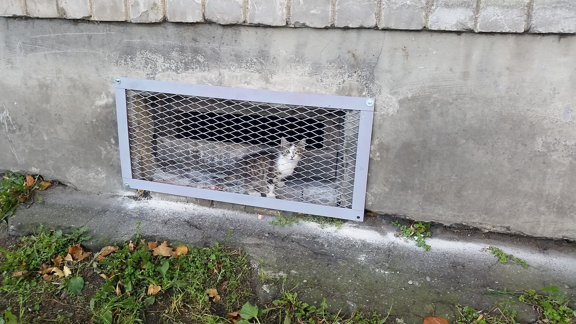 Kaķiem brīva ieeja pagrabā; domās, kā problēmu risināt
