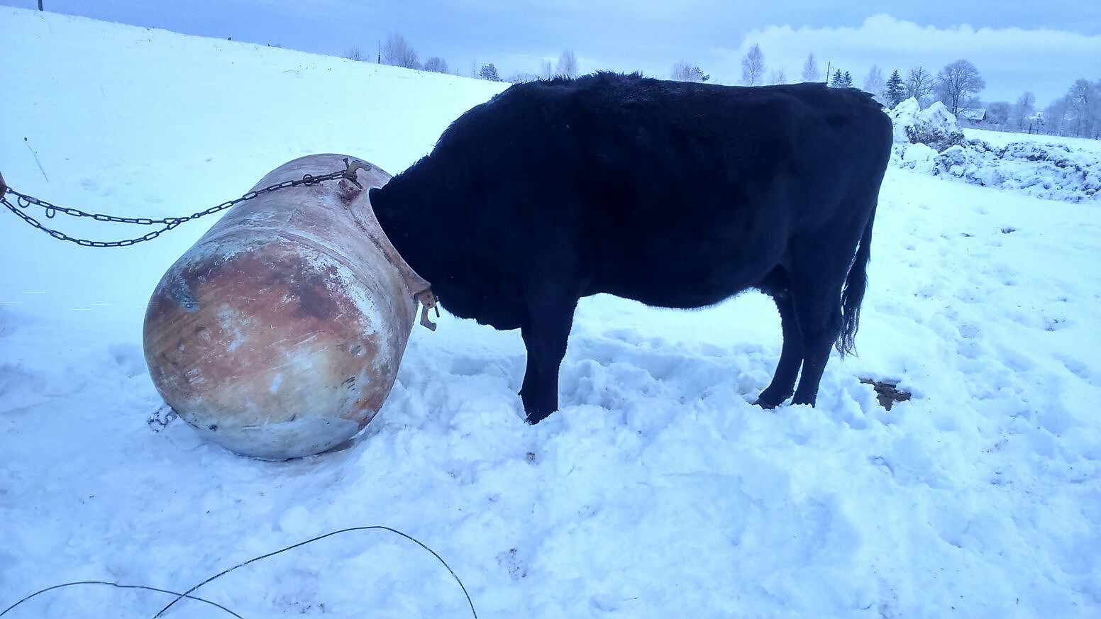 Alumīnija muca – lamatas govs galvai