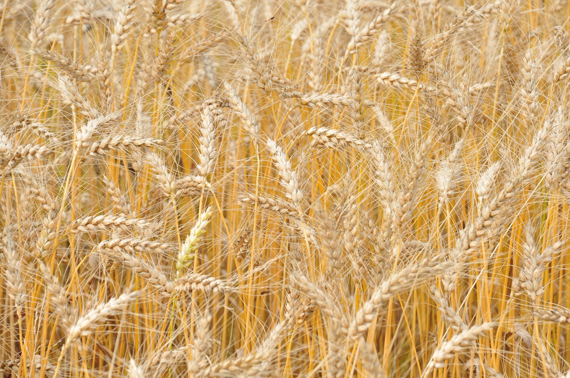“Durbes grauds” apgrozījums pērn pieaudzis par nepilniem 10%;