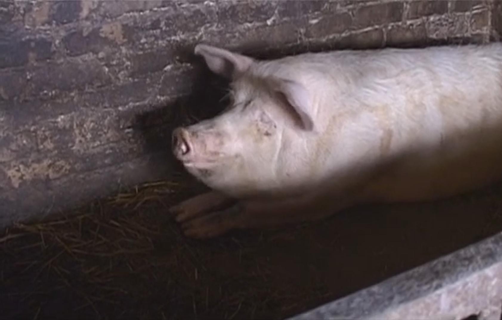 Par dzīvnieku labturības pārkāpumiem draud lopu konfiskācija 