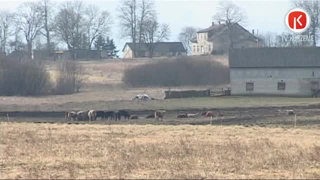 PVD Priekules novadā saimniekam konfiscē daļu ganāmpulka