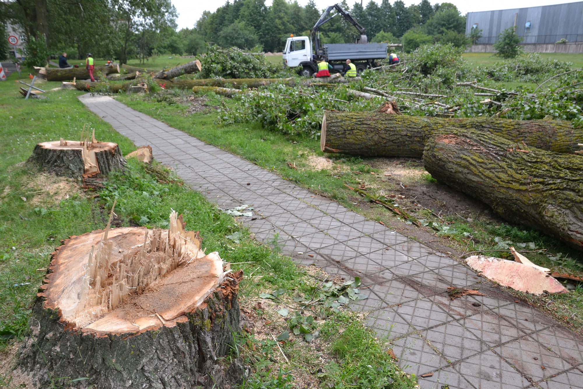 Vairāk nekā 100 koku upurēti attīstības vārdā