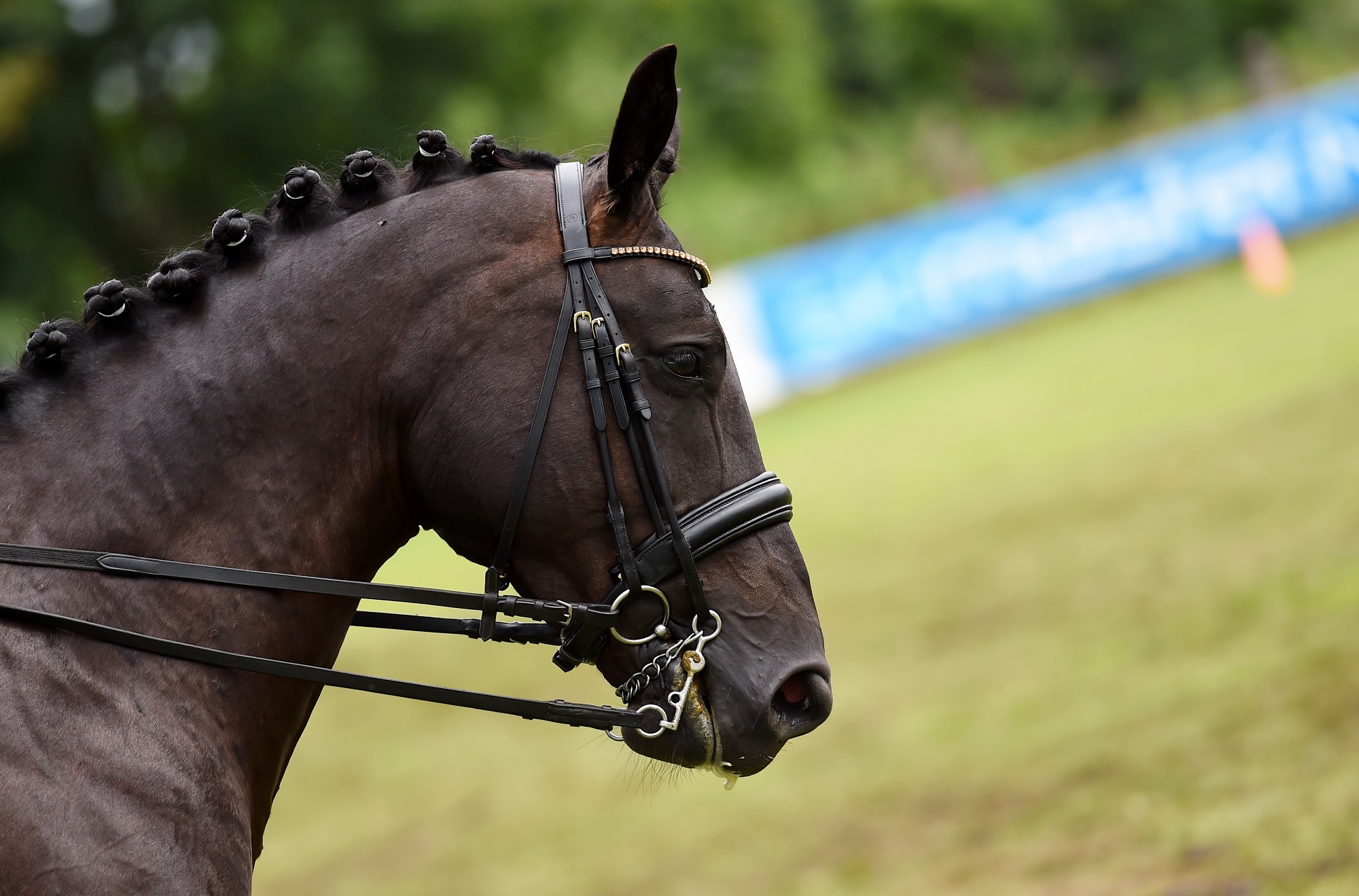 Lieģos sacentīsies jāšanas sportā