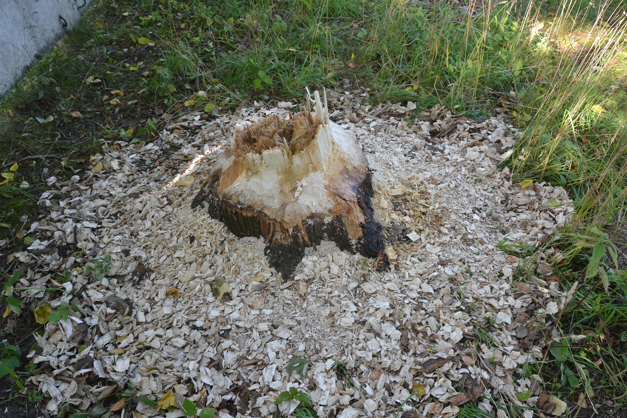 Bebri tvērienu neatlaiž