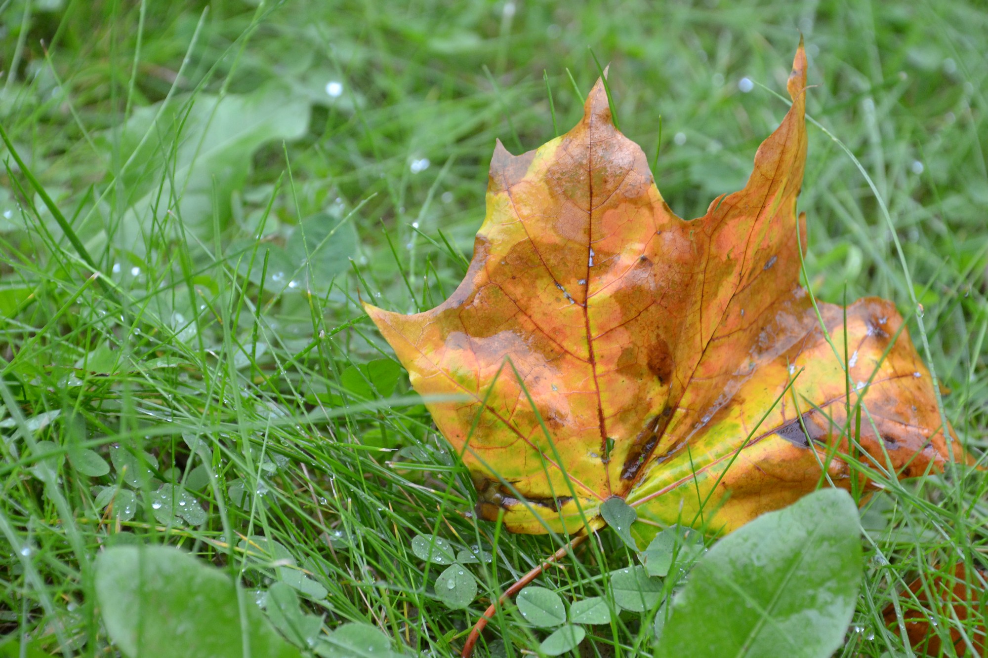 No krāšņās rudens rotas var atbrīvoties vairākos veidos