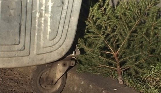 Ko darīt ar veco Ziemassvētku egli?