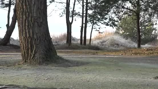 Veic piejūras kāpu biotopu kopšanu