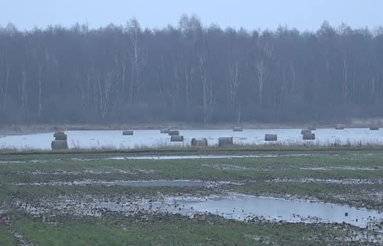 Zemnieki sāk pārsēt plūdos cietušos ziemājus