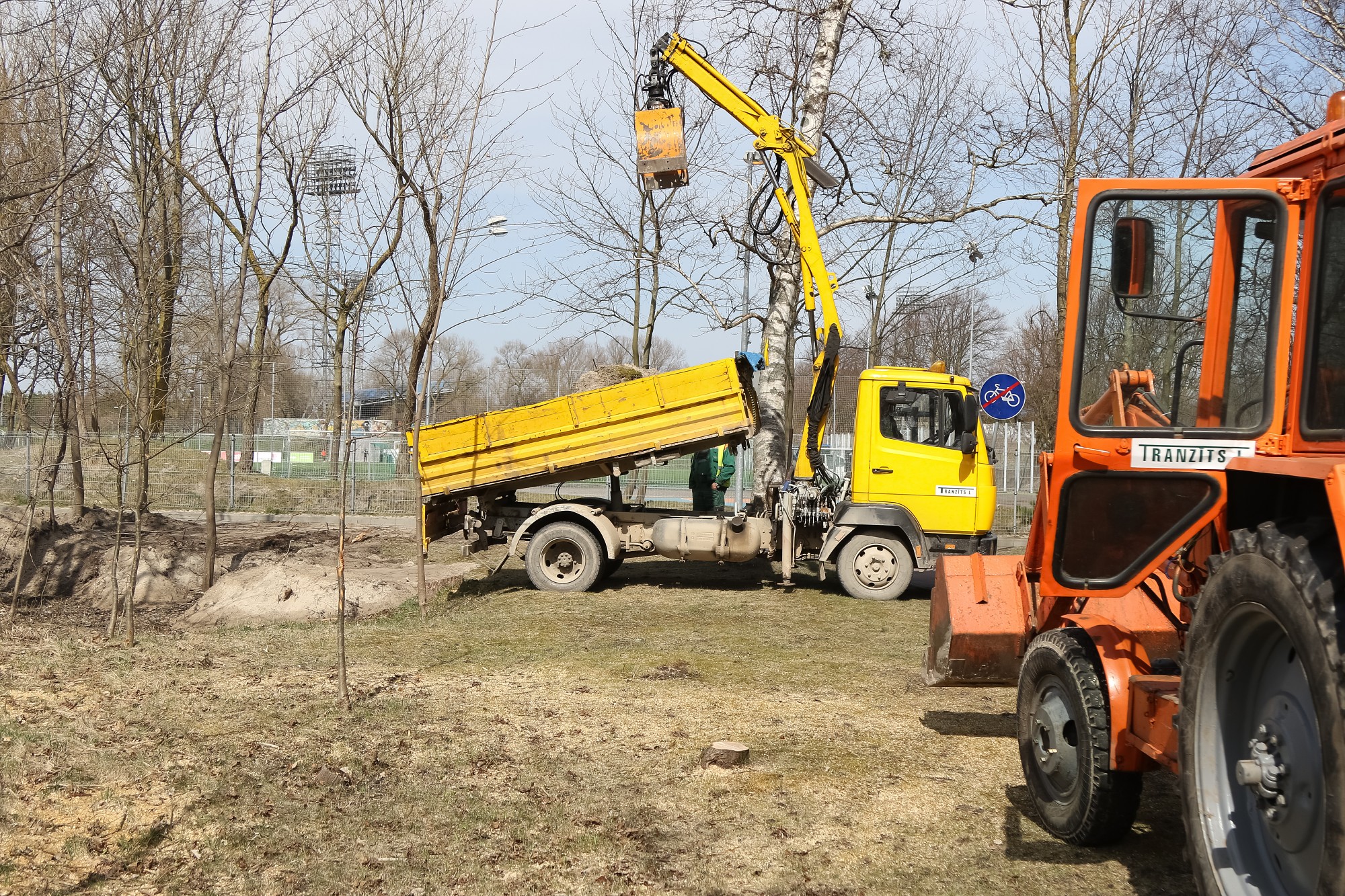 Veco vītolu vietā būs priedītes