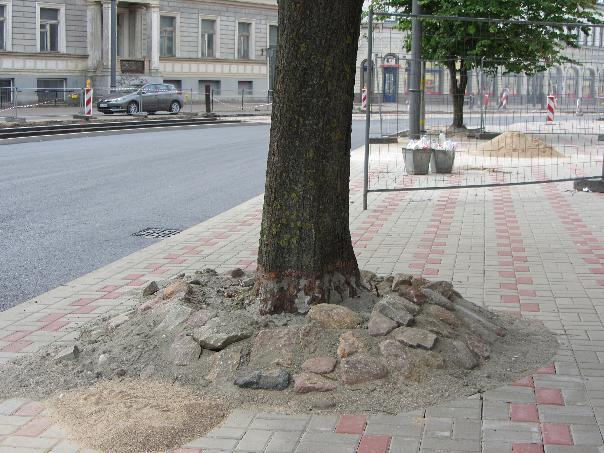 Iebetonētās liepas atbrīvotas