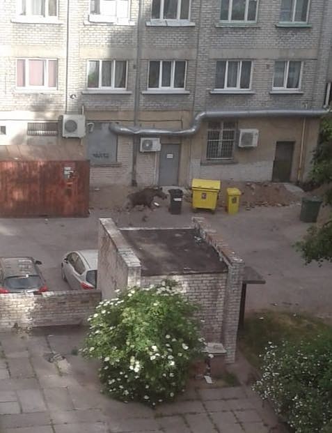 Pilsētas centrā pastaigājas alnis