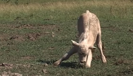 Sausuma dēļ lauksaimniecībā izsludina valsts mēroga dabas katastrofu 