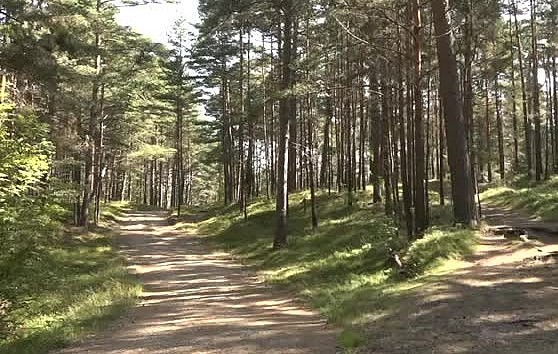 Nomesti izsmēķi un nenodzēsti ugunskuri – iemesls mežu ugunsgrēkiem