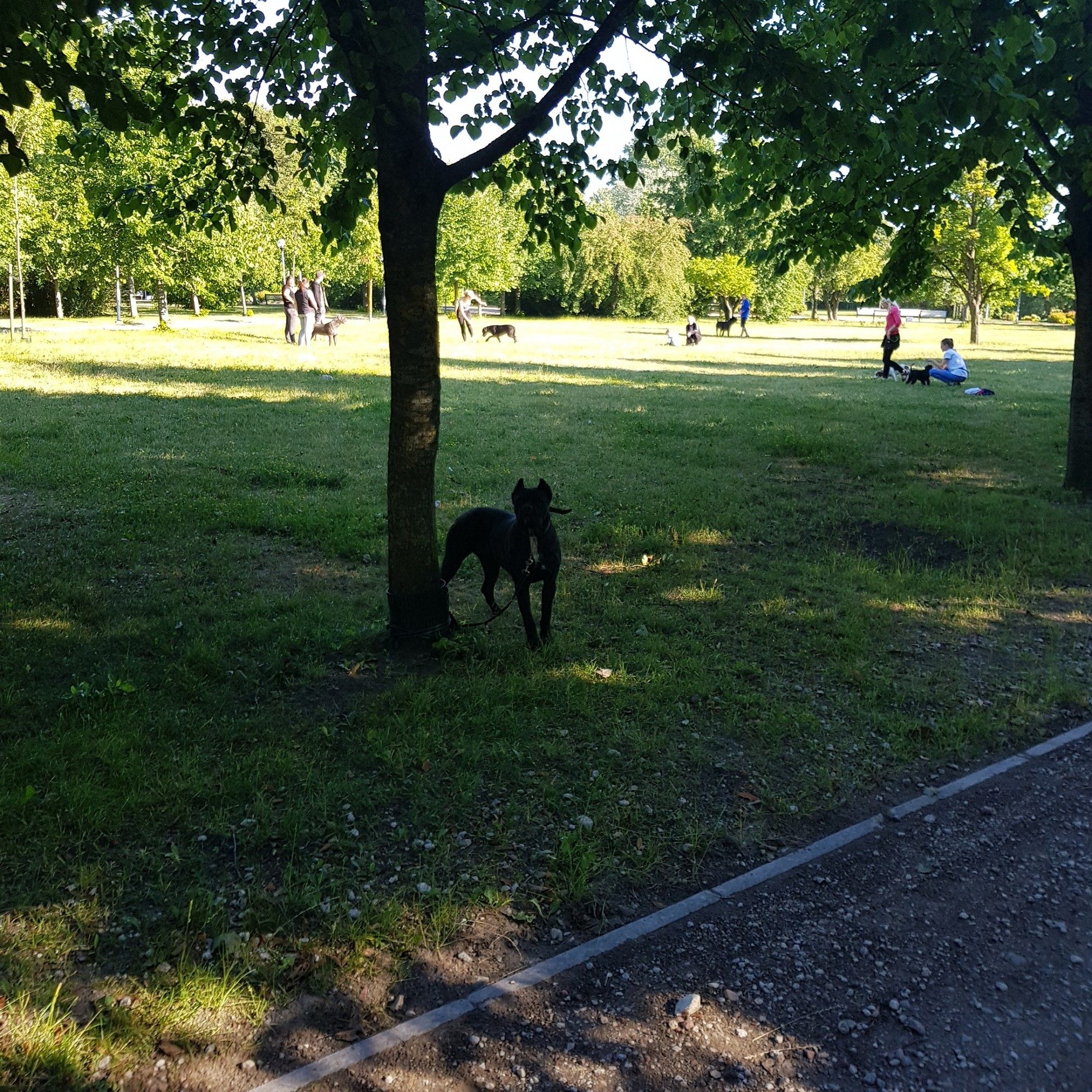 Traucē parkā notiekošie suņu treniņi