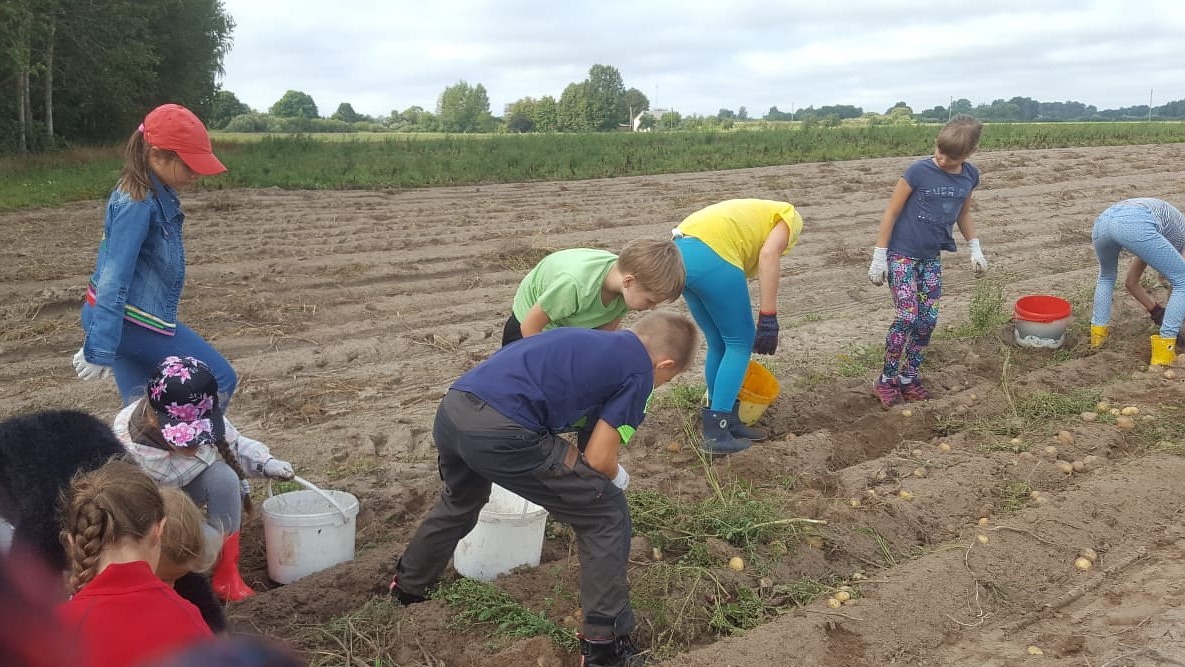 Rīgas bērni ierauga, kur burkāns aug