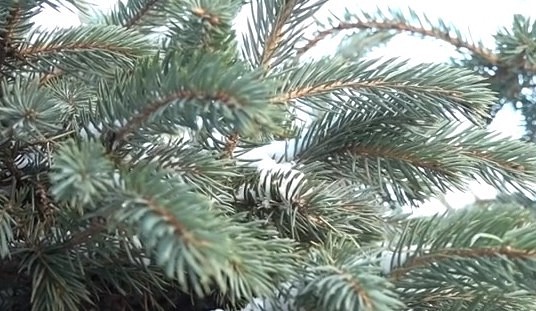 Svētku eglītes šogad pērk jau no 18.novembra