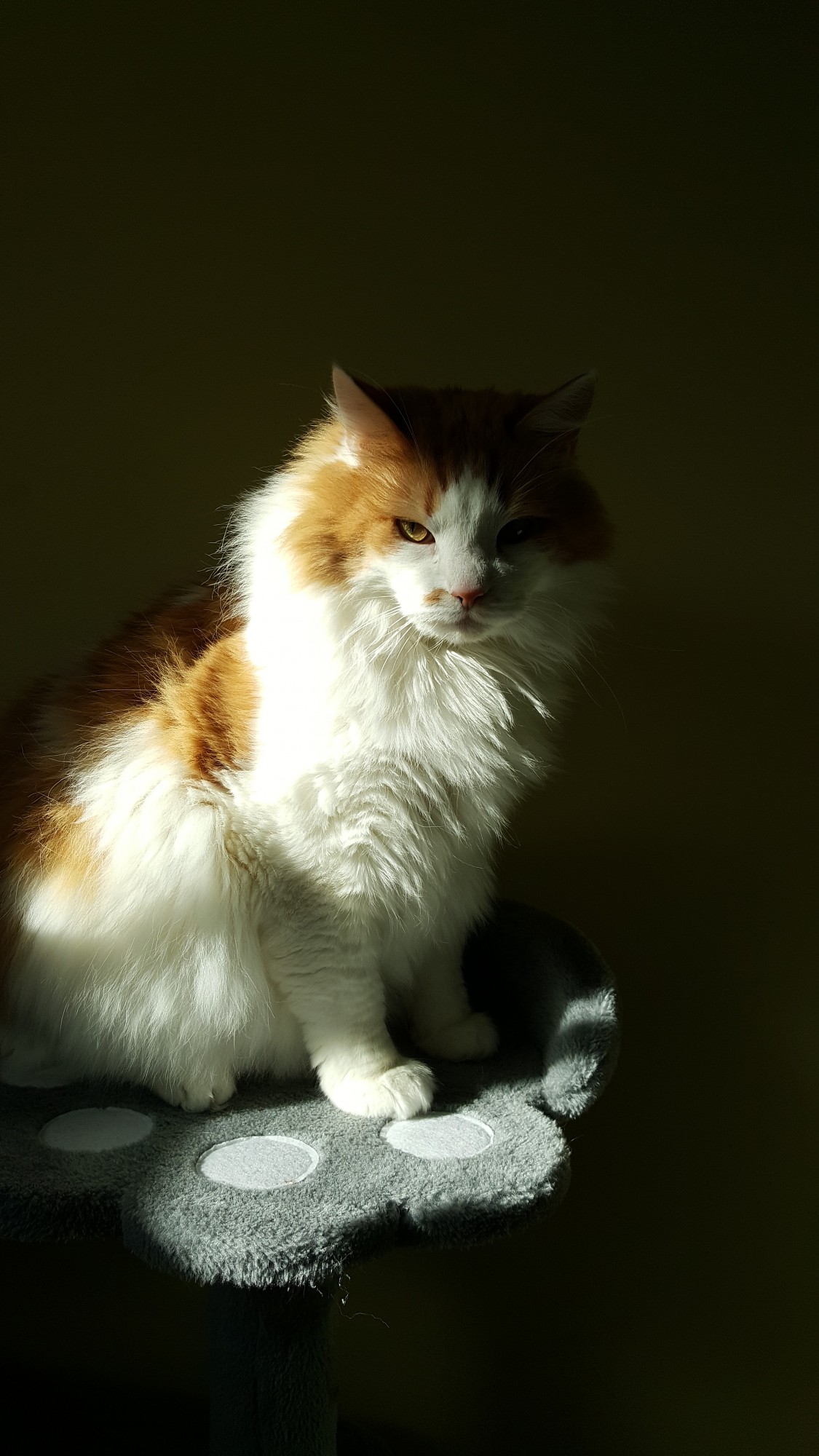 Fotokonkurss “Mans mīlulis”