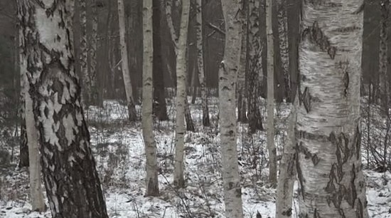 Klaipēdas ielā plāno nocirst vairāk nekā 500 koku