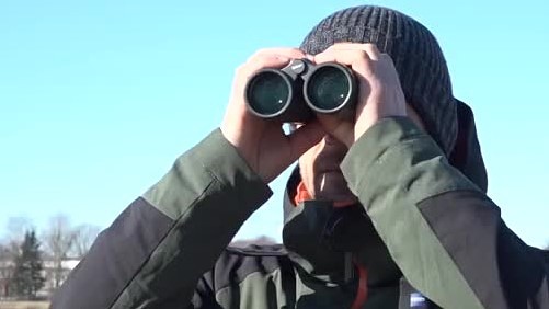 Latvijā atgriezusies daļa gājputnu