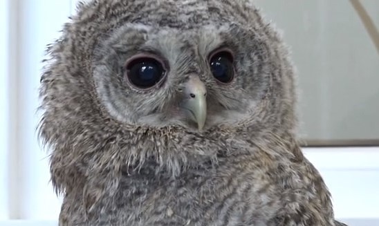 Aicina nest peles veterinārārsta izglābtam pūces mazulim