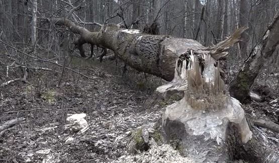 Bebru ķeršanai grib izmantot lamatas, kuras var apdraudēt arī iedzīvotājus
