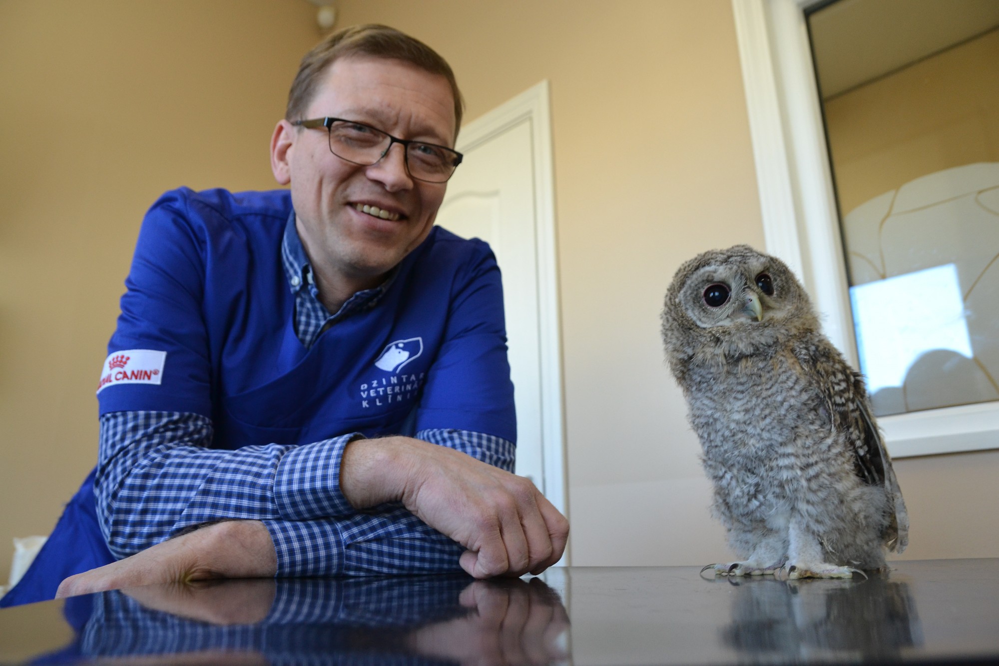 Liepājā atrastais pūču mazulis pārvests uz zoodārzu Kalvenē