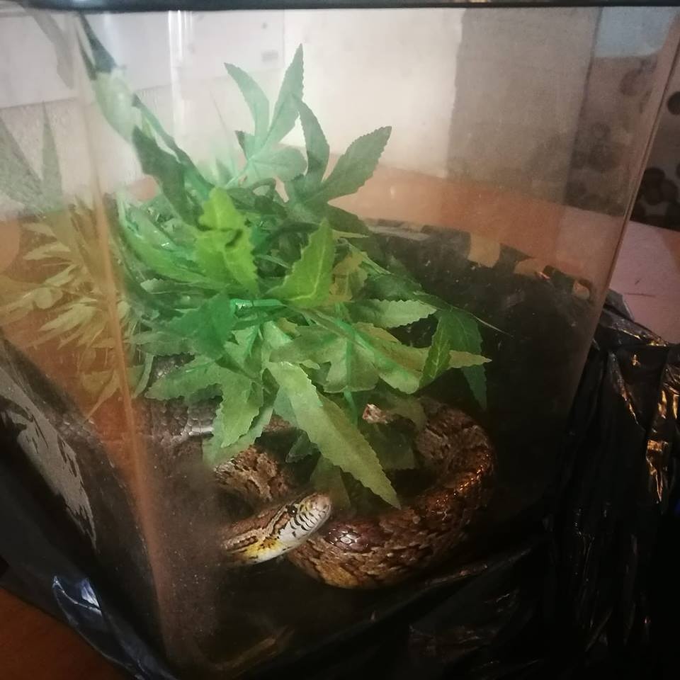 Patversmē nonāk pie garāžām izlikts siltzemju rāpulis