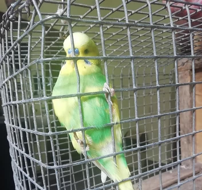 Patversmē nonāk papagailis