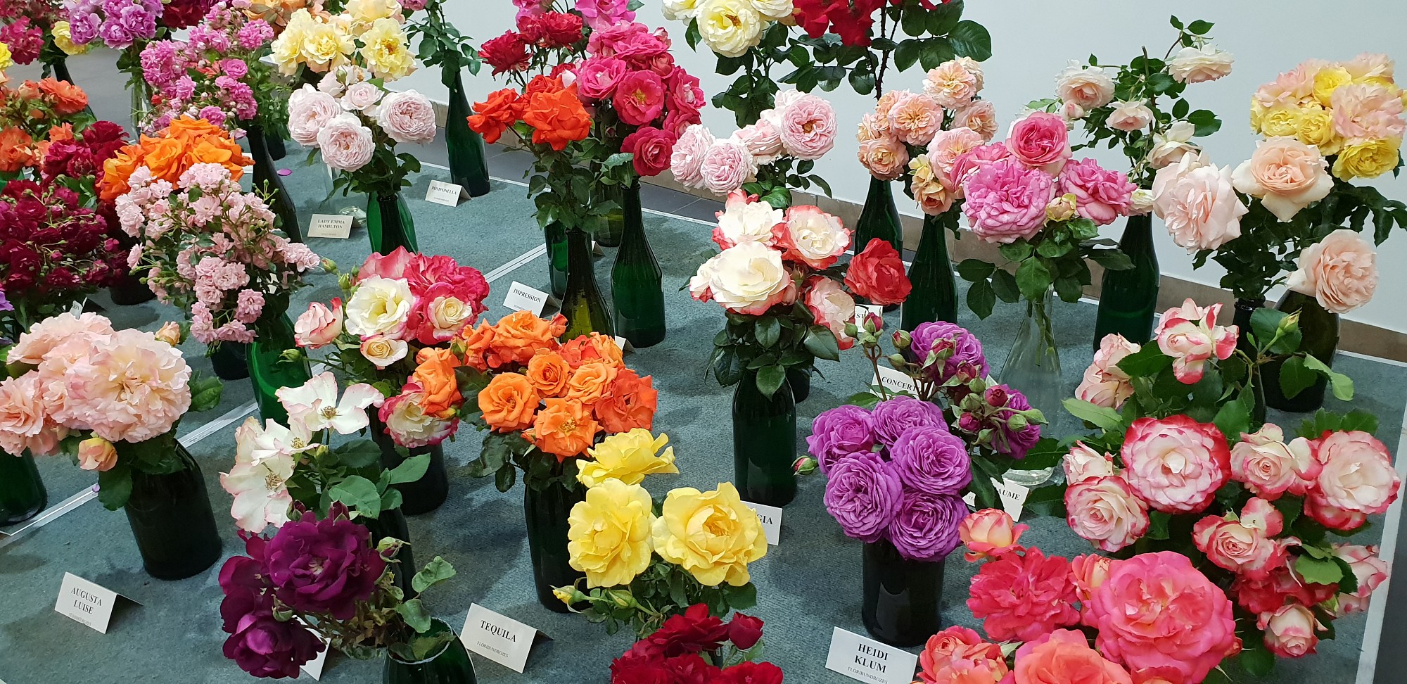 Plauks ziedu karalienes – rozes