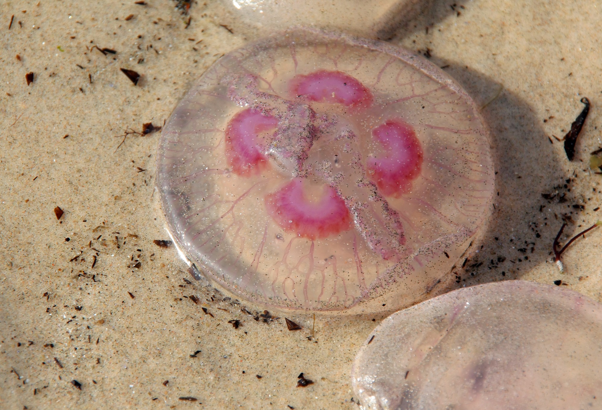 Pludmale pilna medūzu