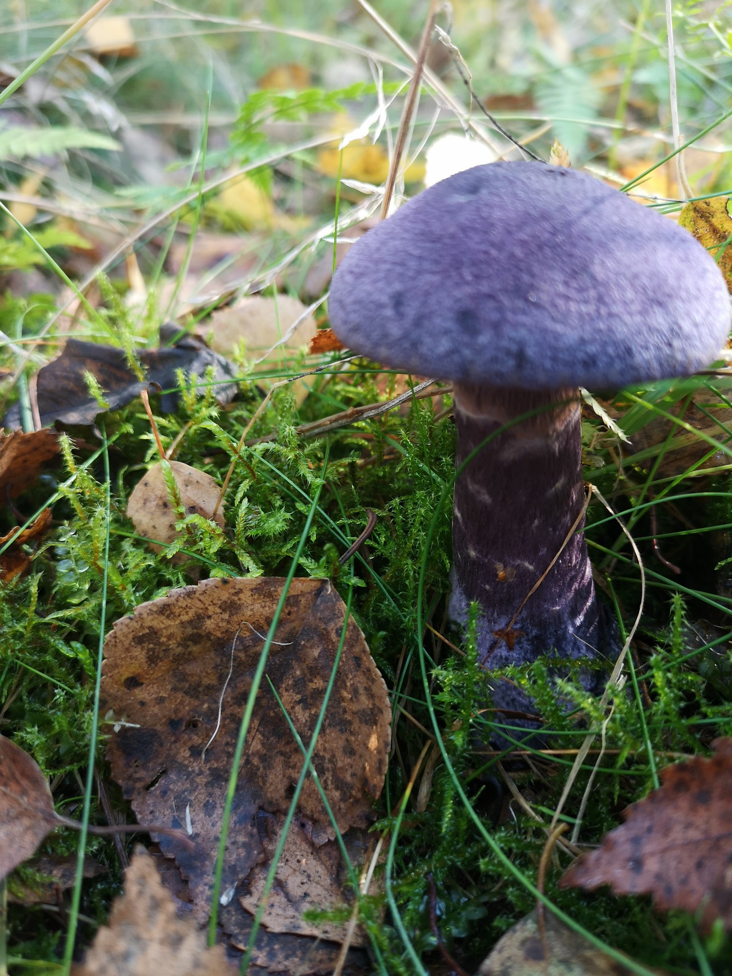 Fotokonkurss “Dabas mazās dīvainības”