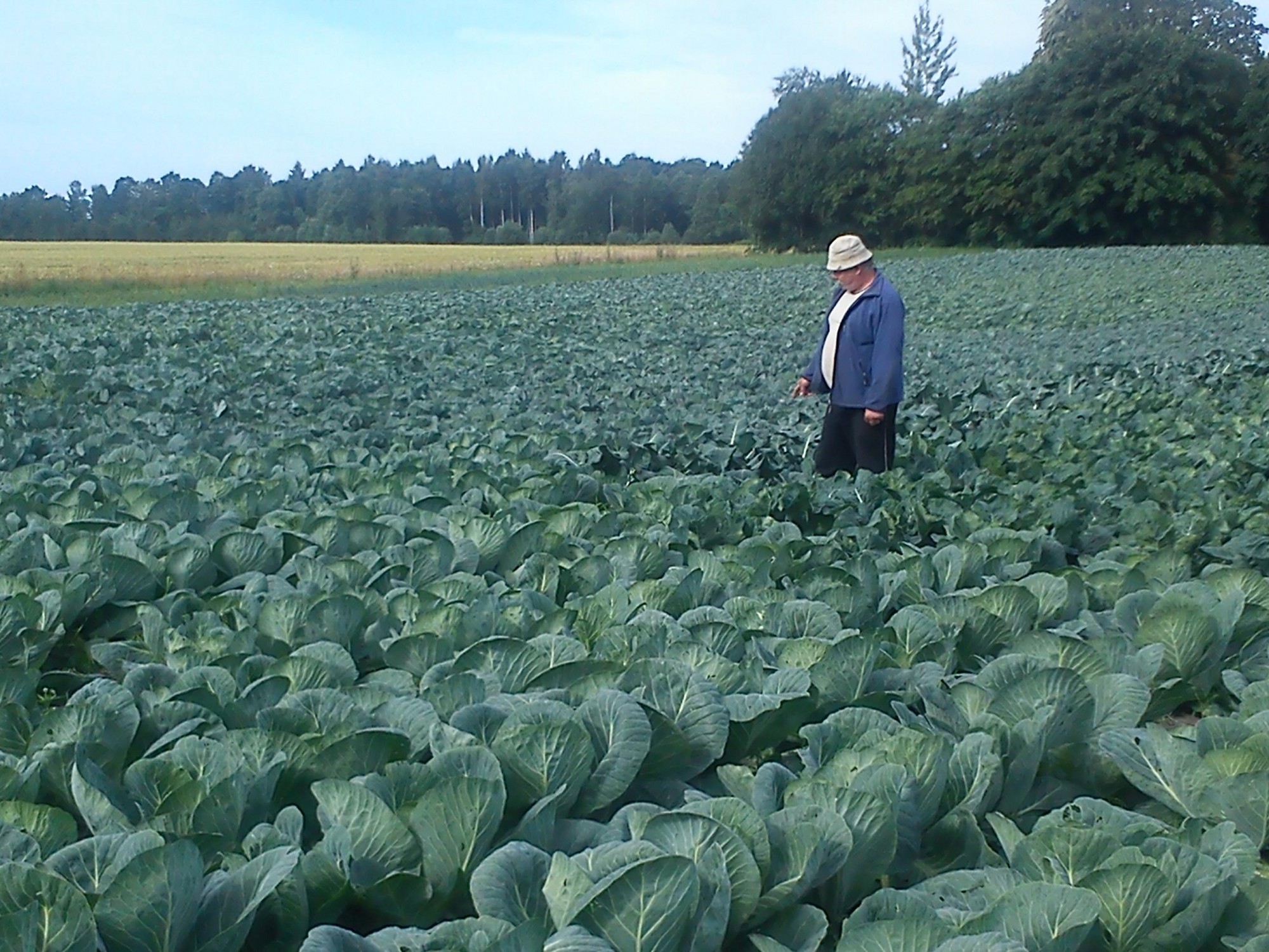Sausums un kukaiņi – kāpostu bieds. Šogad ražai traucējis sausums