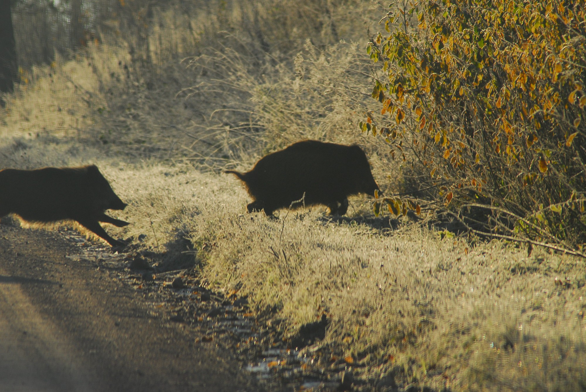 Āfrikas cūku mēris pirmo reizi konstatēts mežacūkām Kazdangas pagastā