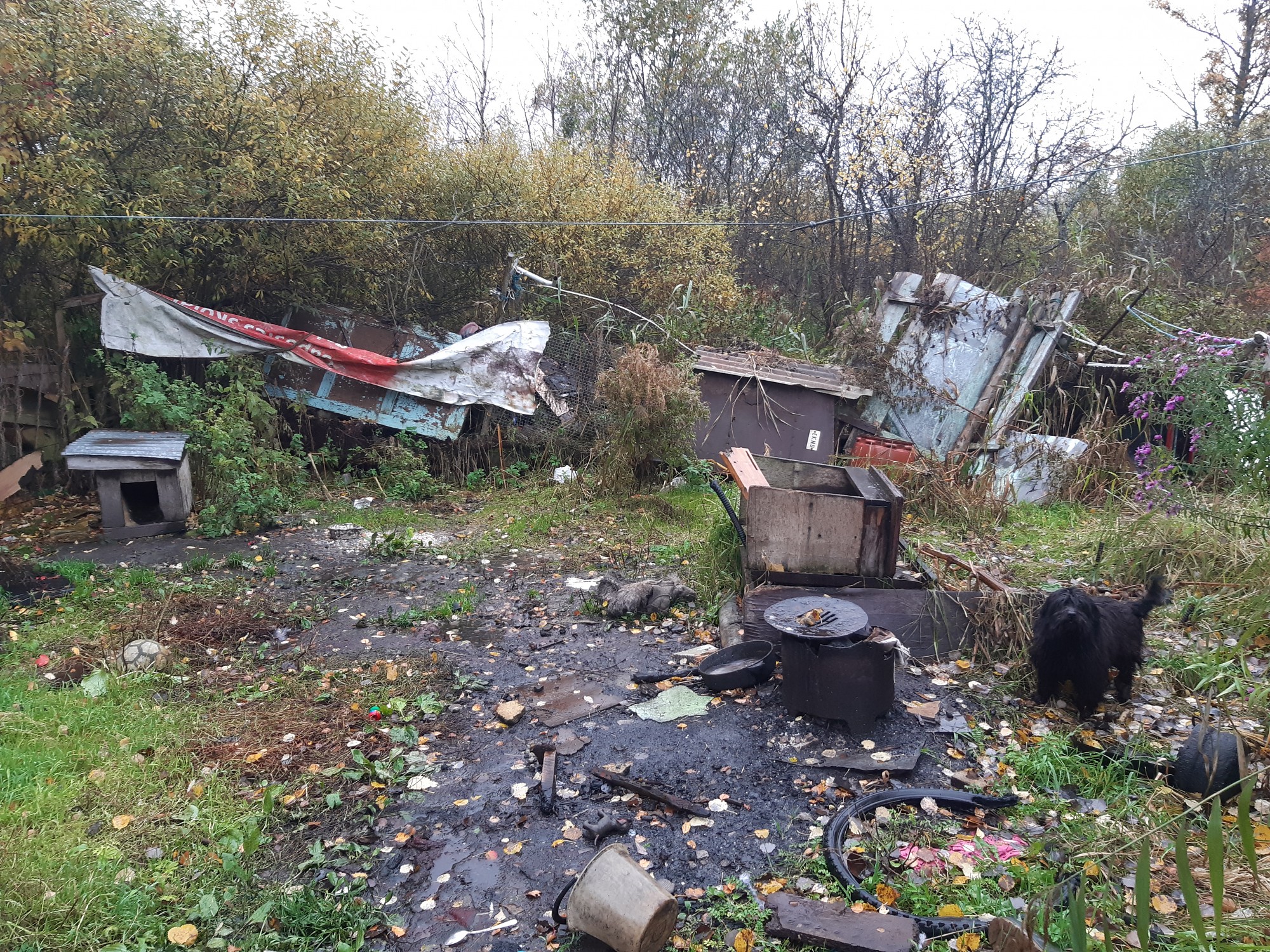 Belka un Strelka no Zaļās birzes mazdārziņiem nonāk patversmē