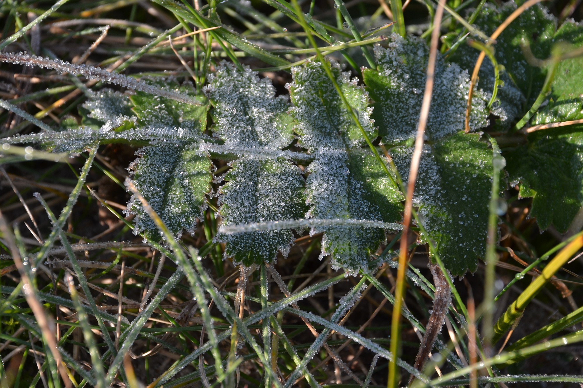 Pirmo reizi šoruden gaisa temperatūra Latvijā pazeminājusies līdz -10 grādiem