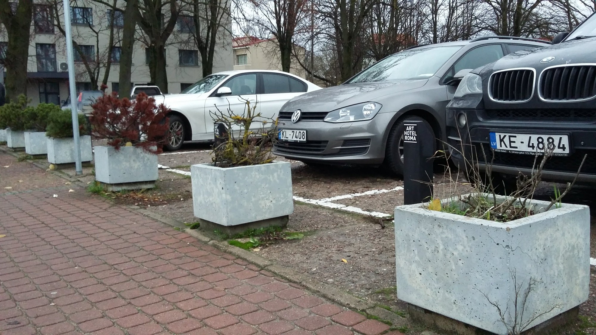 Pilsētas centrā skatu bojā nokaltuši skujkociņi