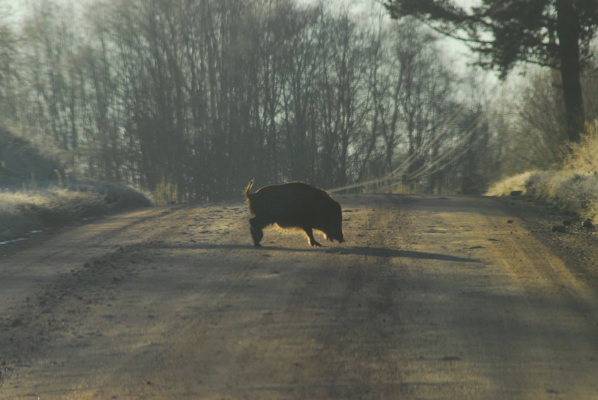 Āfrikas cūku mēris pirmo reizi konstatēts mežacūkām Aizputes pagastā