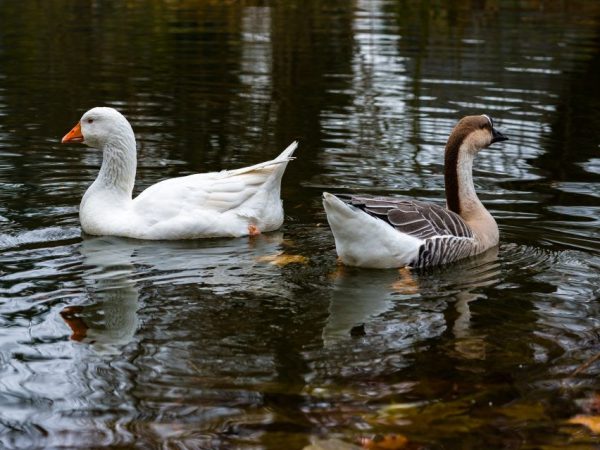 Putni rāda – ir Latvijas klasiskā neziema